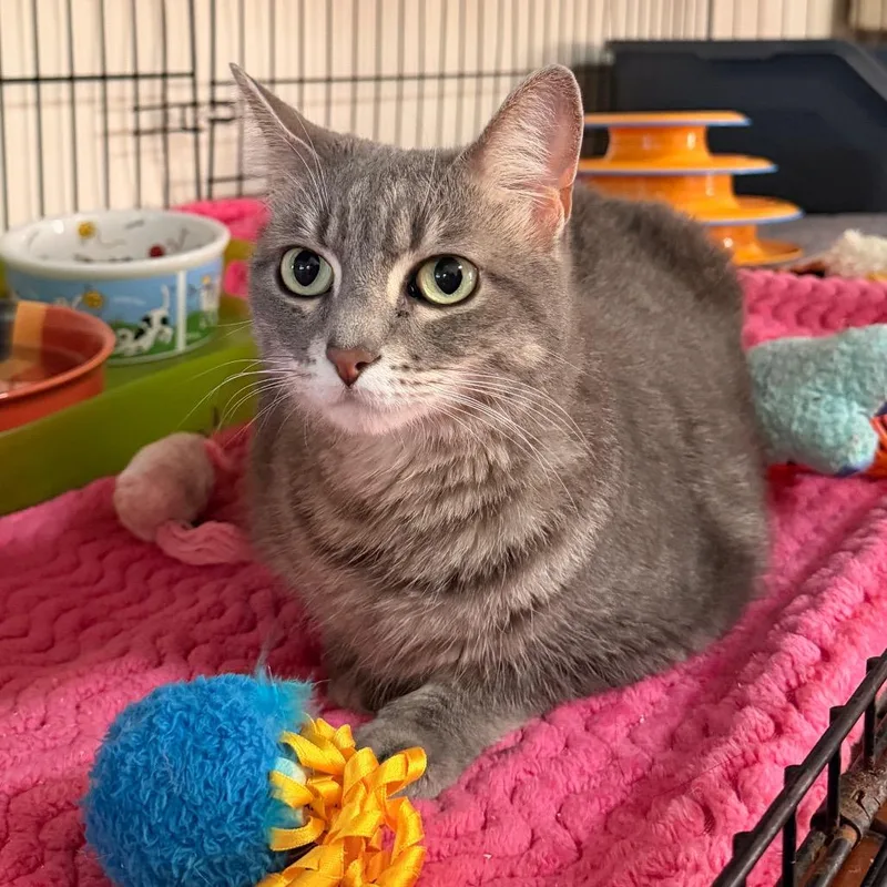 An adult large-sized female Domestic Short Hair cat named Michi for adoption in Tucson, AZ