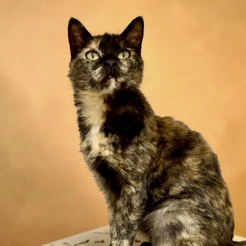 An adult medium-sized female Tortoiseshell Domestic Short Hair cat named Lovebug for adoption in Bentonville, AR