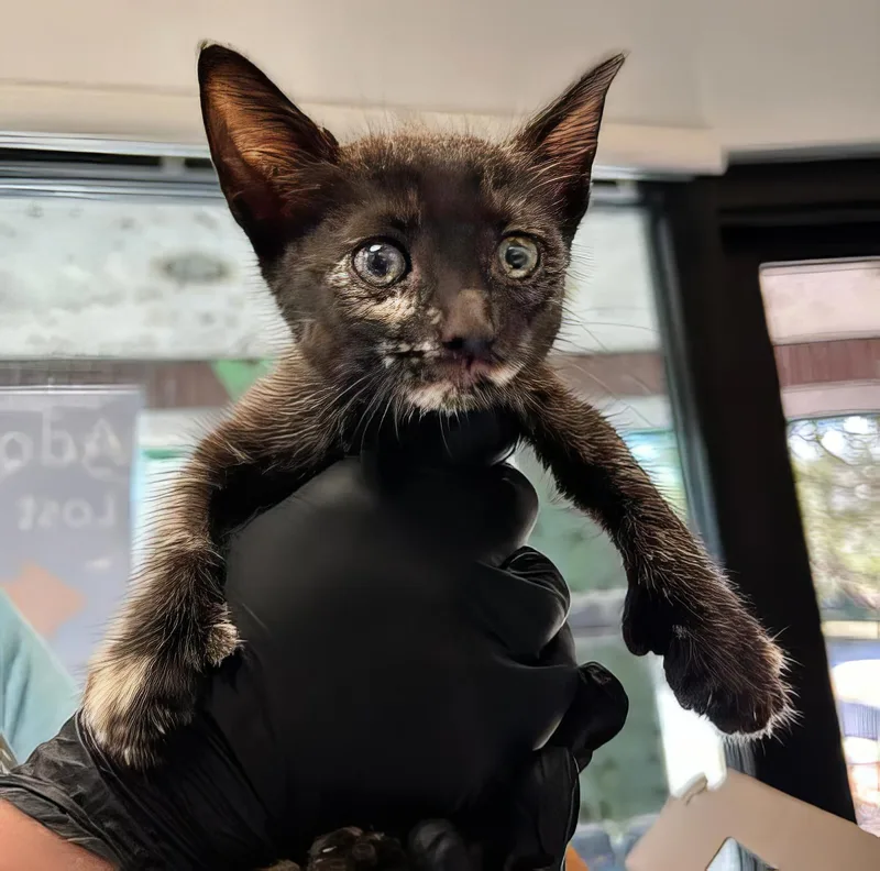 A baby medium-sized female Tortoiseshell Domestic Short Hair cat named Polly for adoption in Nashville, TN