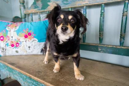 An adult small-sized female Papillon dog named Missy Prissy Pants for adoption in San Antonio, TX