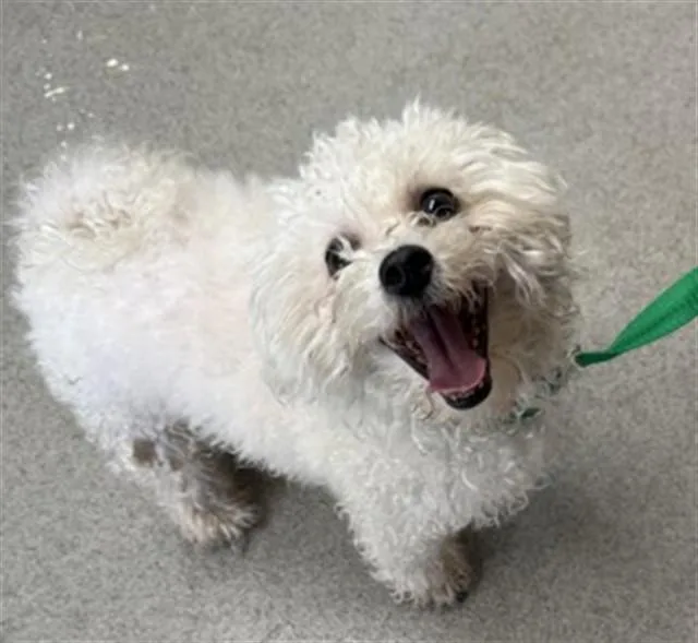A young small-sized female Maltese dog named Diamond for adoption in San Bernardino, CA