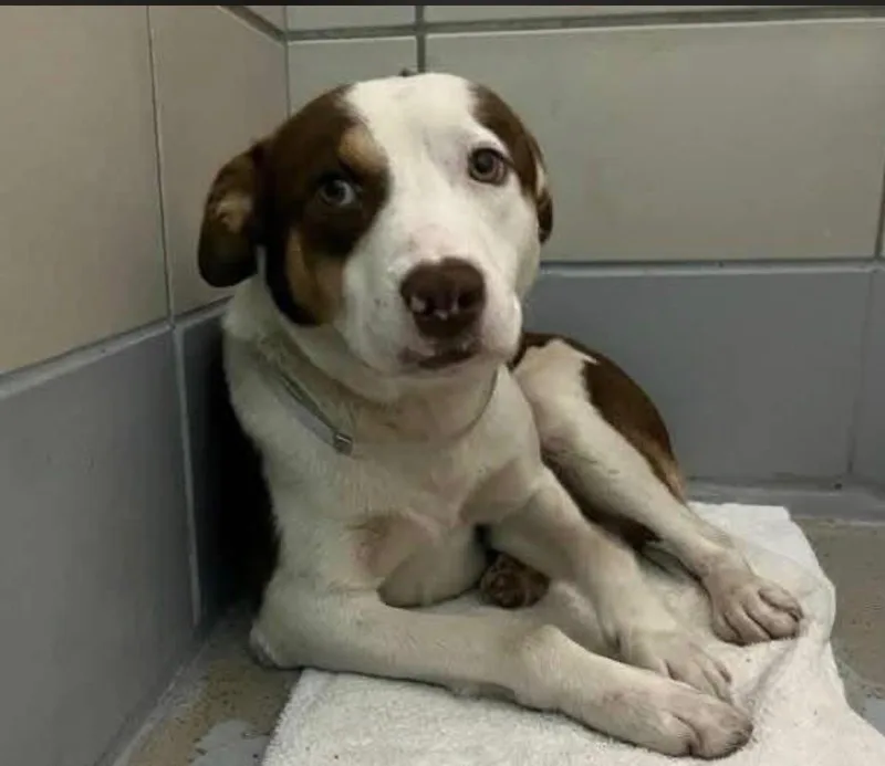 An adult medium-sized male Brown / Chocolate American Staffordshire Terrier dog named Samuel for adoption in Houston, TX
