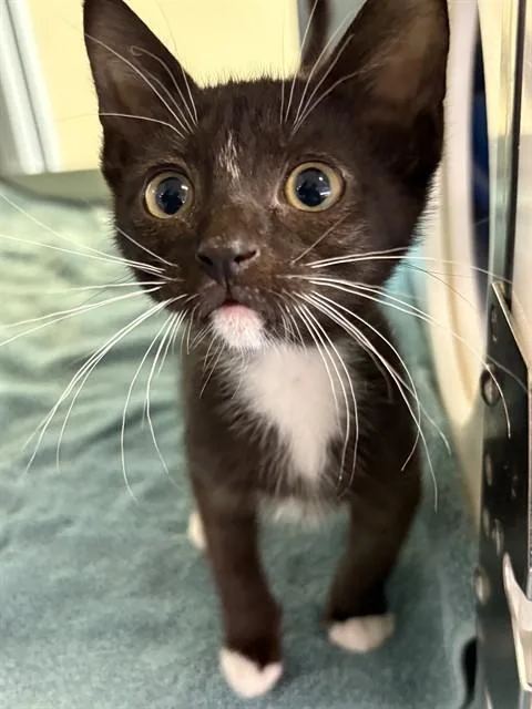 A baby small-sized male Domestic Short Hair cat named Ray for adoption in Pearland, TX