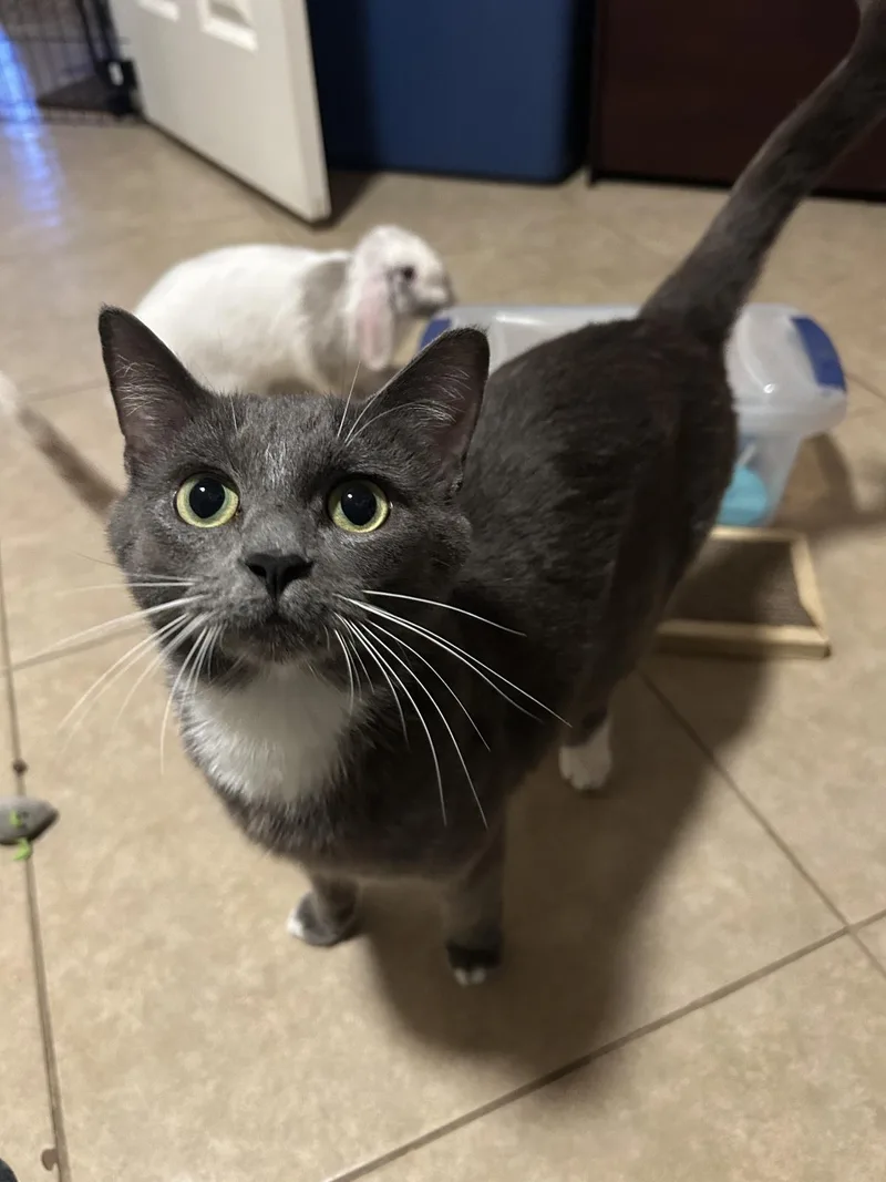 An adult medium-sized female Gray / Blue / Silver Domestic Short Hair cat named Gracie Amor for adoption in Chandler, AZ