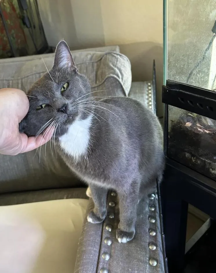 Gracie Amor thumbnail 2