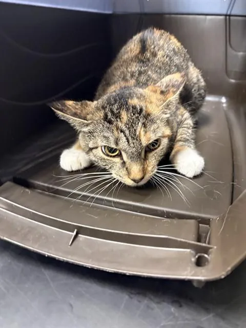 A young small-sized female Domestic Short Hair cat named Hocus for adoption in Minneapolis, MN
