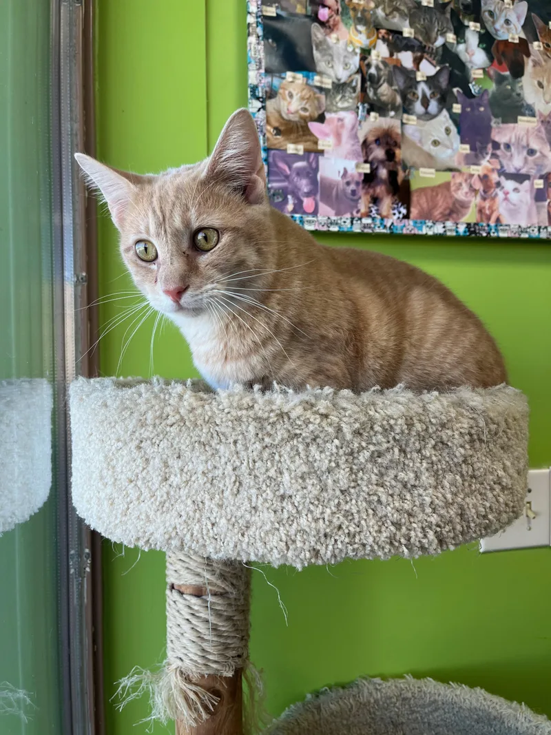 An adult medium-sized male Buff / Tan / Fawn Domestic Short Hair cat named Mustard for adoption in Richmond, KY
