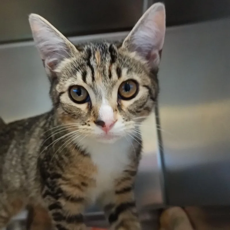 A baby small-sized female Brown / Chocolate Domestic Short Hair cat named Jaguar for adoption in Galveston, TX