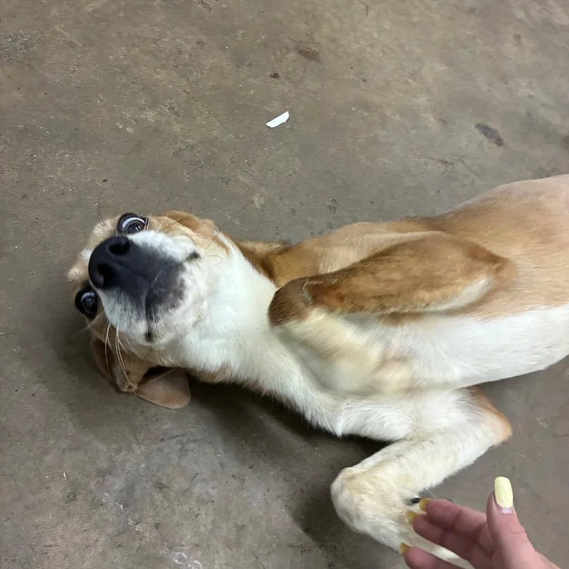 A young medium-sized female Mixed Breed dog named London for adoption in Corbin, KY