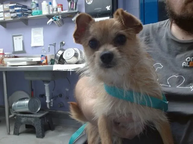 A young small-sized male Chihuahua dog named El Guapo for adoption in Albuquerque, NM