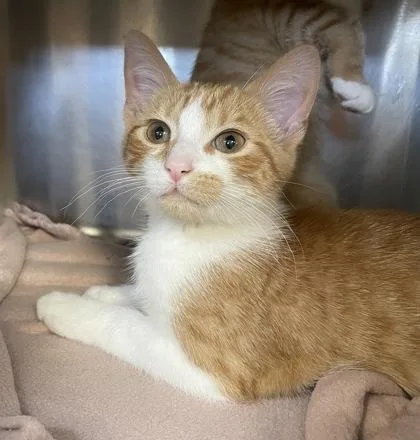 A baby small-sized male Domestic Short Hair cat named Festival for adoption in Westland, MI
