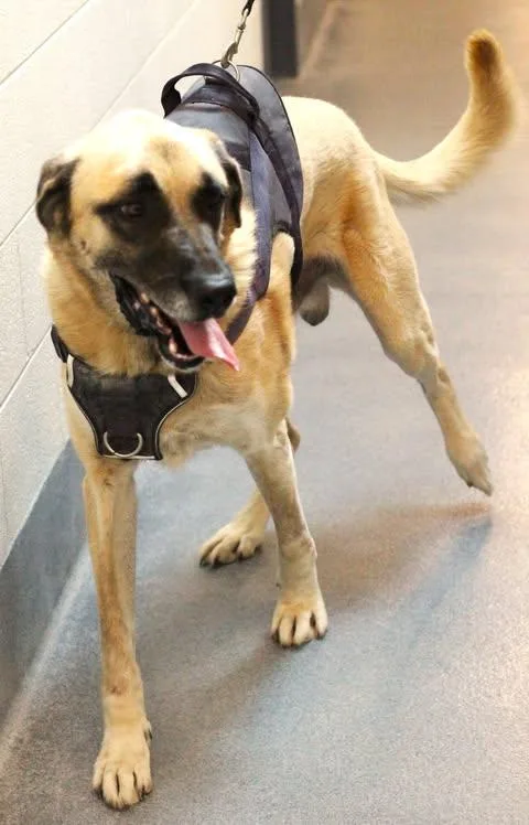 An adult extra large-sized male Anatolian Shepherd dog named Moose for adoption in Fredericksburg, VA