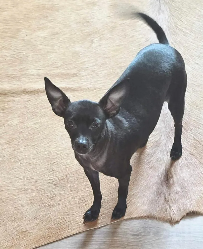 An adult small-sized female Black Chihuahua dog named Minnie aka Crackers for adoption in Syracuse, NY