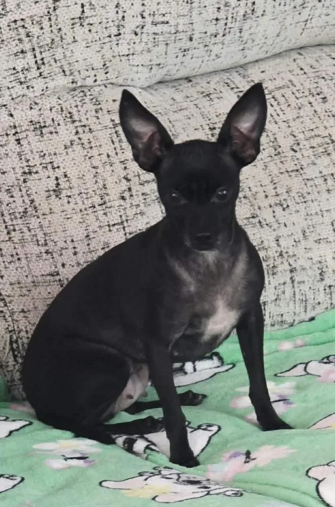 Minnie aka Crackers thumbnail 2