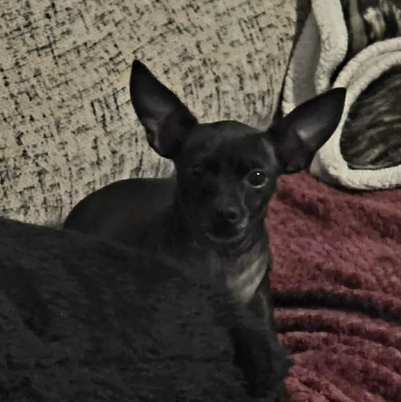 Minnie aka Crackers thumbnail 3