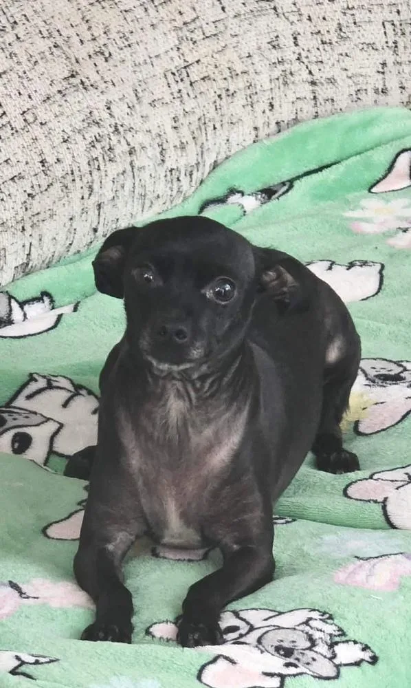 Minnie aka Crackers thumbnail 4