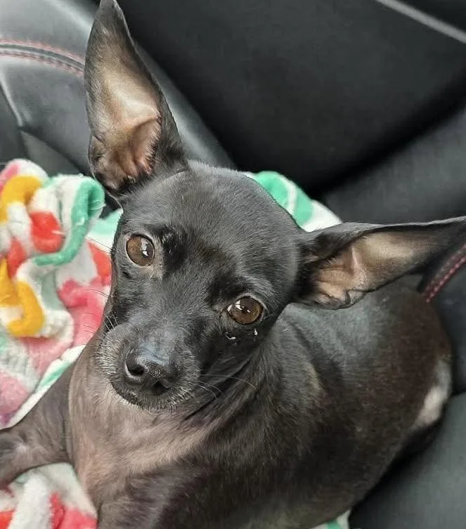 Minnie aka Crackers thumbnail 5