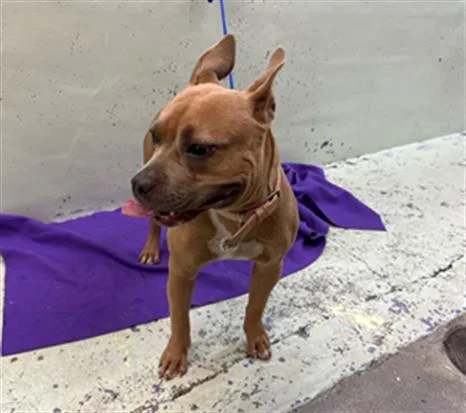 A young medium-sized female Staffordshire Bull Terrier dog named Bella for adoption in Houston, TX