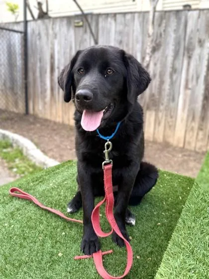 An adult large-sized female Retriever dog named Doodle Bug for adoption in Washington, DC