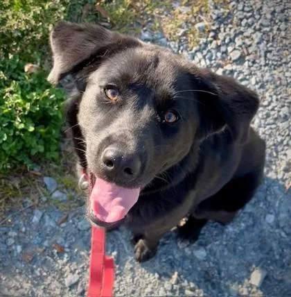 Doodle Bug thumbnail 2