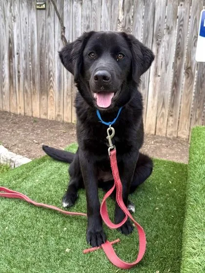 Doodle Bug thumbnail 3