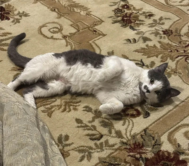 Bennylove Pets thumbnail 2