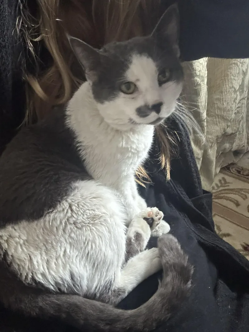 An adult medium-sized male Gray & White Domestic Short Hair cat named Bennylove Pets for adoption in Beverly, MA