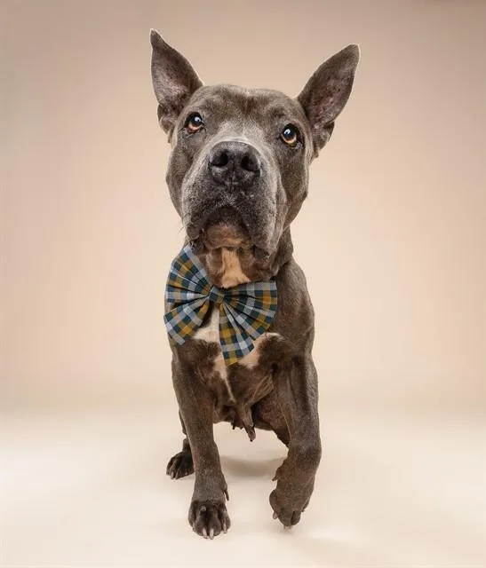 An adult medium-sized female Terrier dog named Ashley for adoption in Miami, FL