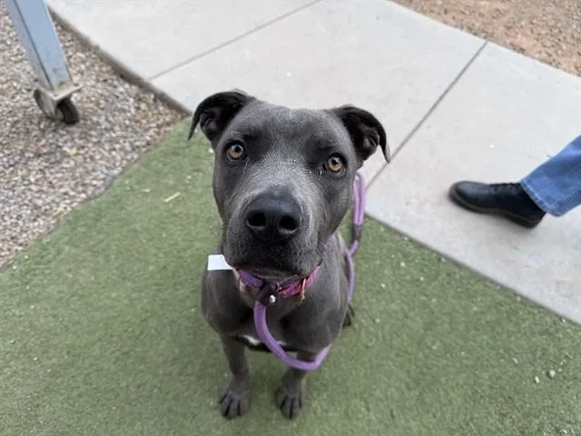 A young large-sized female Pit Bull Terrier dog named Sparkle for adoption in Phoenix, AZ