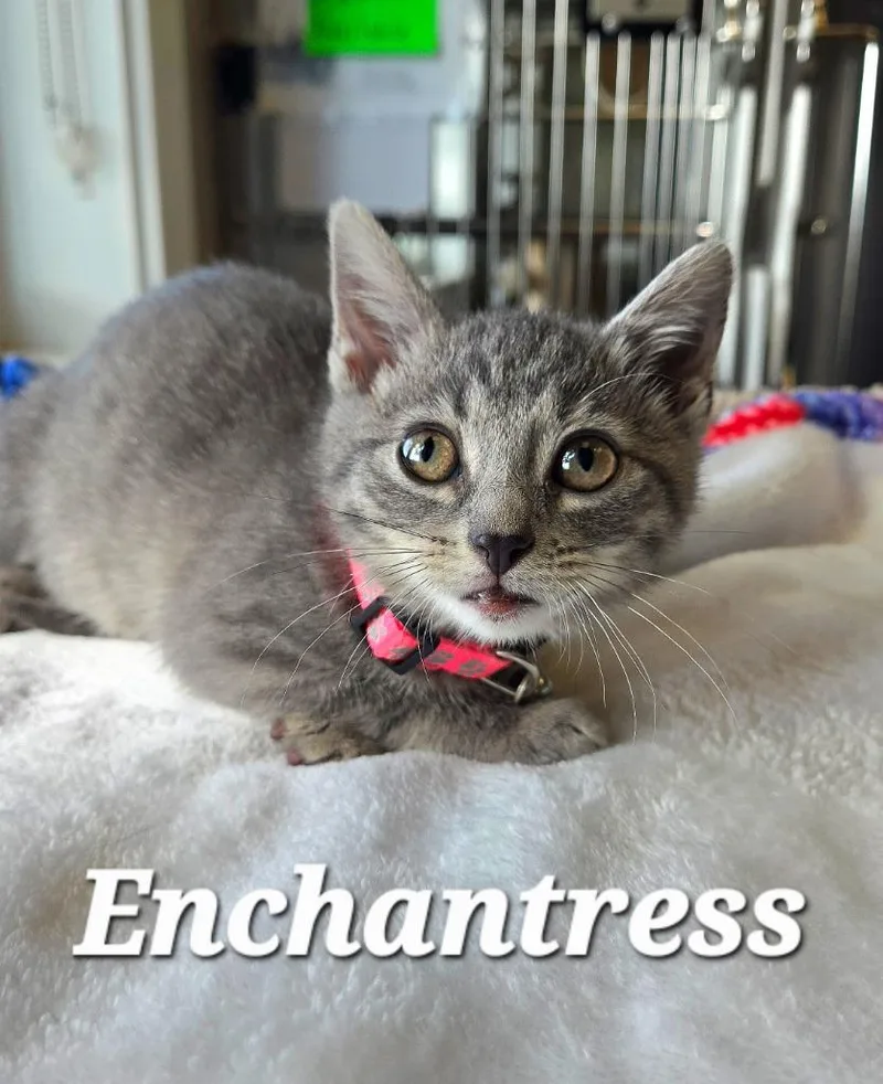 A baby small-sized female Domestic Short Hair cat named Enchantress for adoption in Sidney, OH
