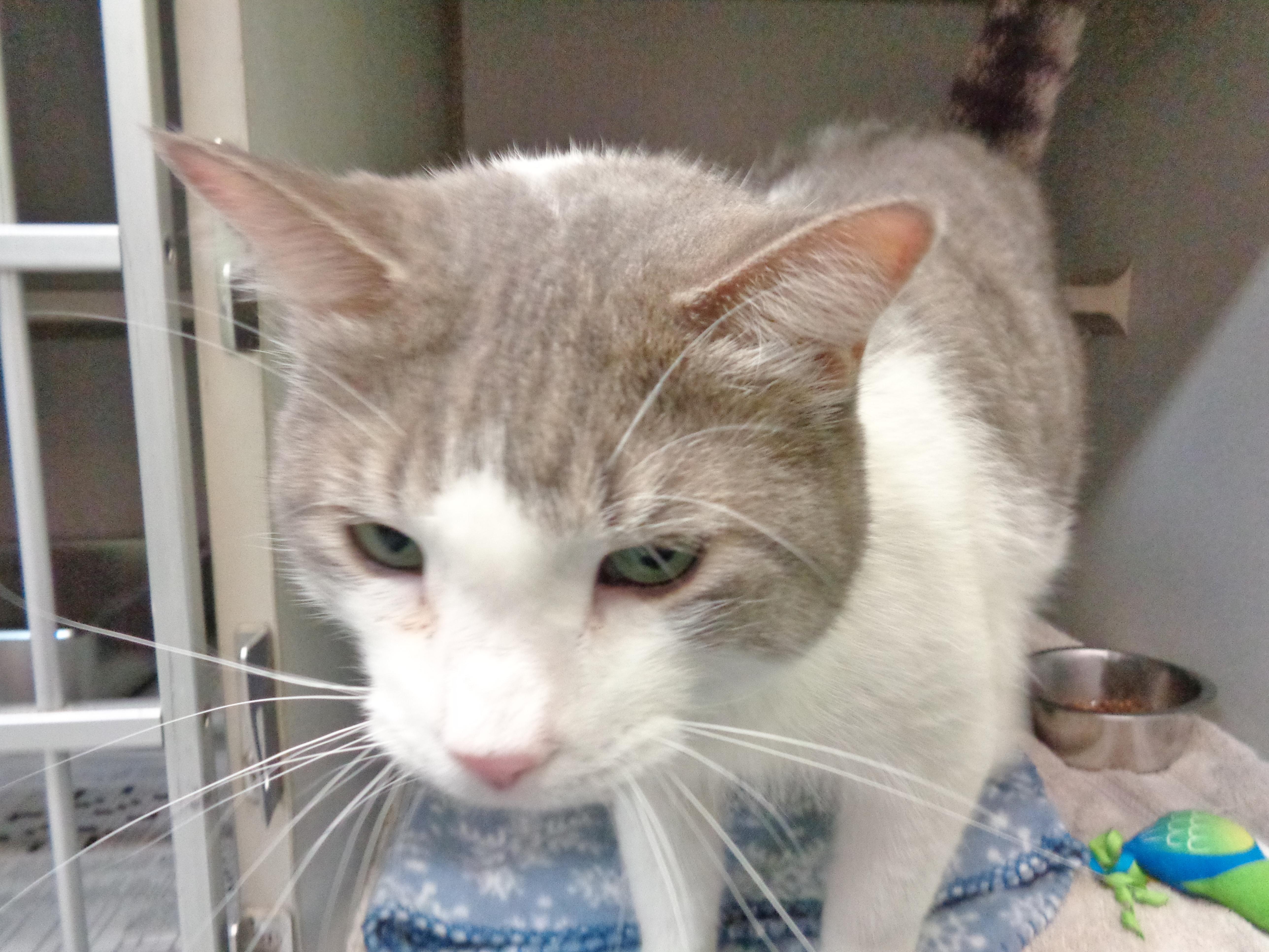 An adult large-sized male Gray & White Tiger cat named Apollo for adoption in Delhi, NY
