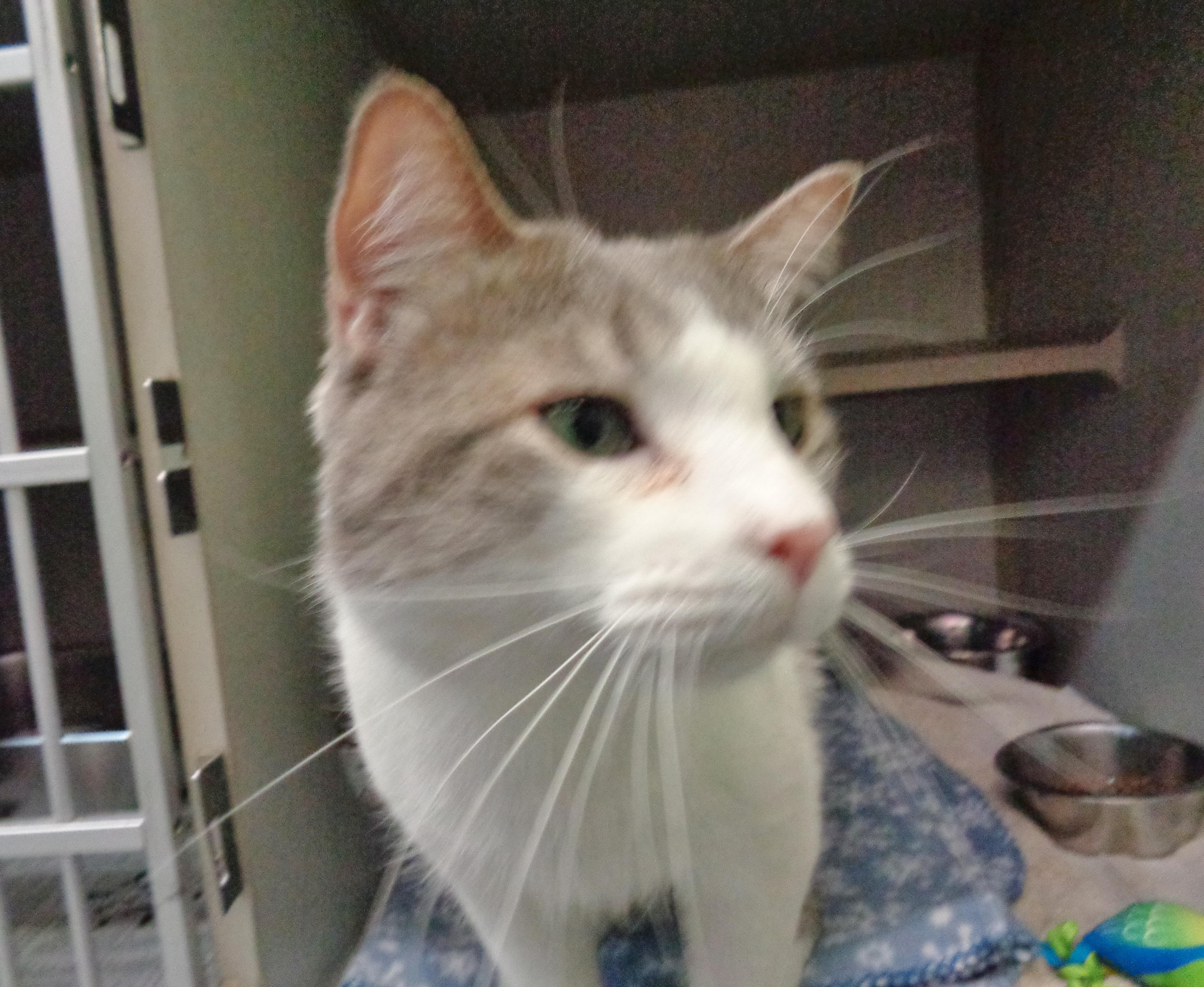 Apollo thumbnail 5