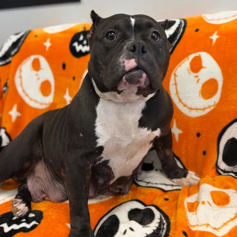 An adult medium-sized female Black American Bully dog named Miss Hippo L for adoption in Watertown, NY