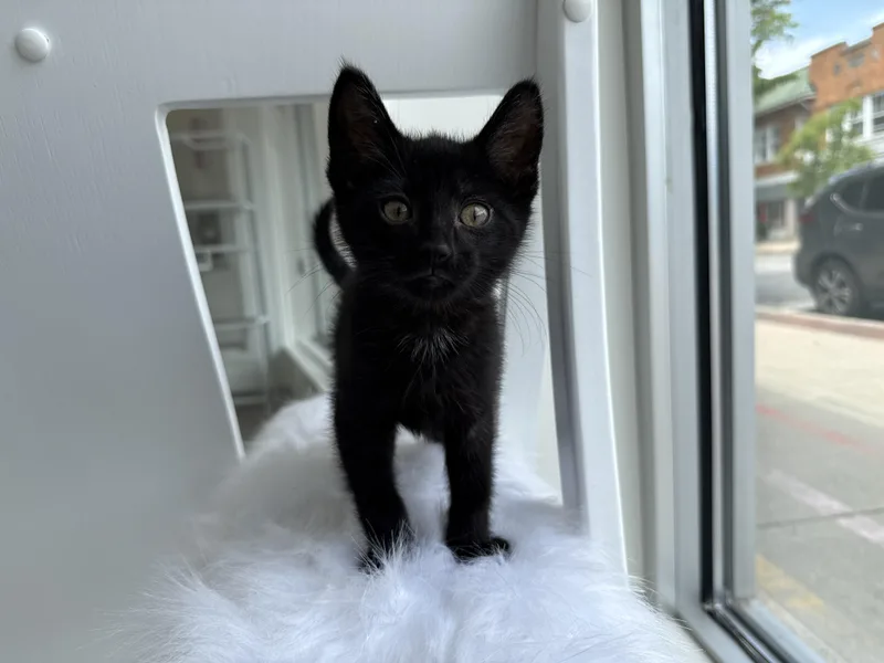 A baby medium-sized male Black Domestic Short Hair cat named Potato for adoption in Evanston, IL