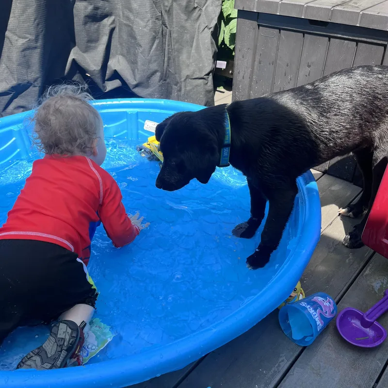 A young medium-sized male Black Labrador Retriever dog named Hugo for adoption in Cincinnati, OH
