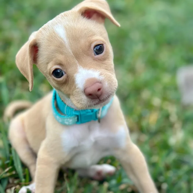 A baby small-sized male Apricot / Beige Chihuahua dog named Falkor for adoption in Brownsville, TX