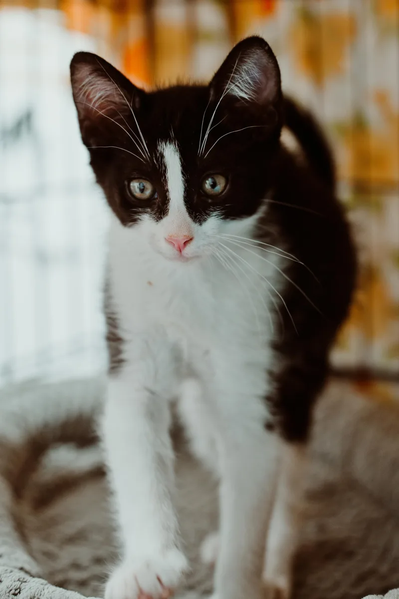 A young medium-sized male Black & White / Tuxedo Domestic Short Hair cat named Pert for adoption in Le Mars, IA