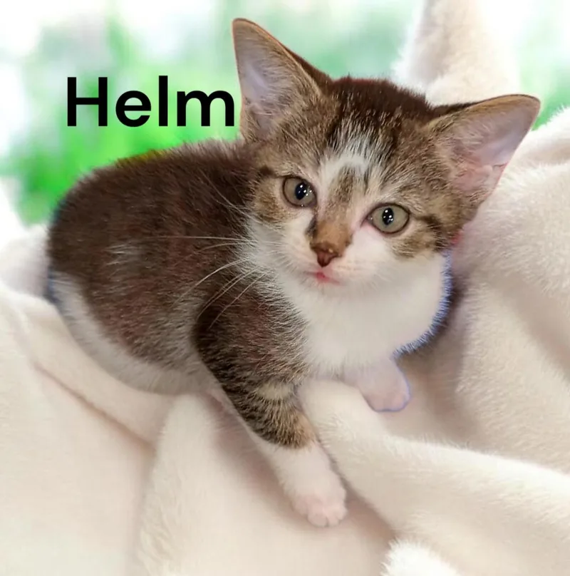 A baby medium-sized male Tabby cat named Helm for adoption in Weems, VA