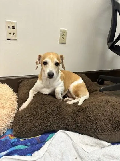 An adult medium-sized female Parson Russell Terrier dog named Diamond for adoption in Palm Coast, FL