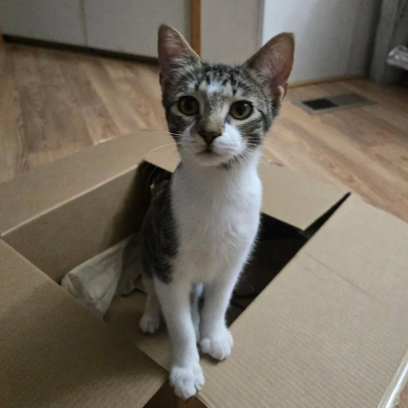 A baby medium-sized male Tabby cat named Pandy for adoption in Garland, TX