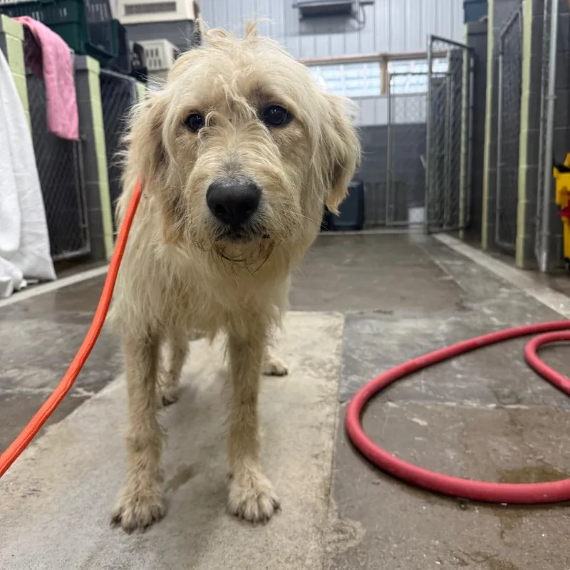 An adult large-sized male Standard Poodle dog named Eddie for adoption in Corbin, KY