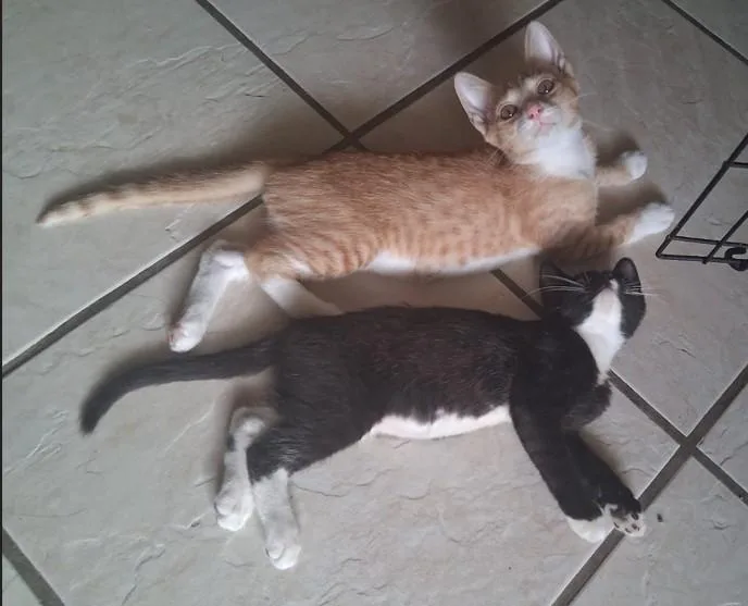 A baby medium-sized female Black & White / Tuxedo Domestic Short Hair cat named Avril and Rudy for adoption in Franklin, MA