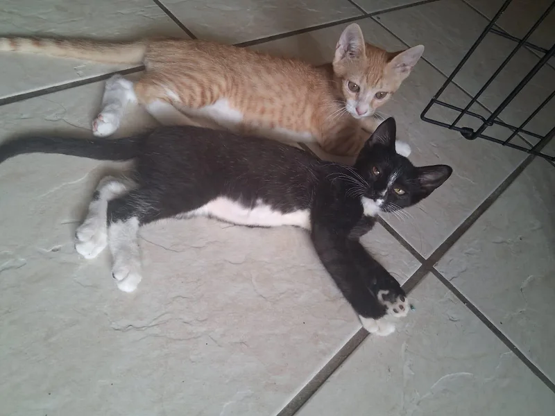 Avril and Rudy thumbnail 4