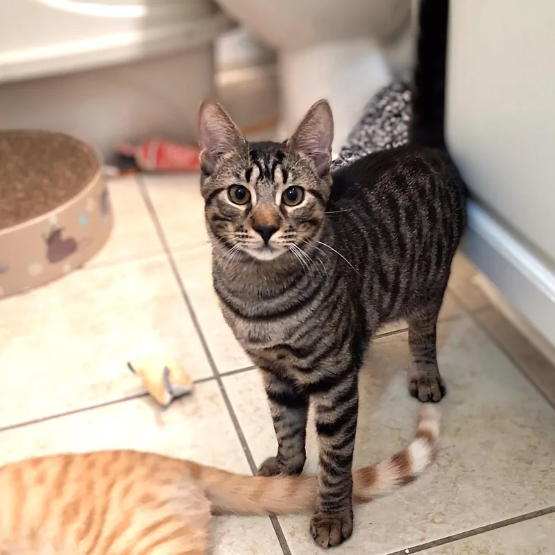 A young large-sized male American Shorthair cat named Gucci for adoption in St. Cloud, FL