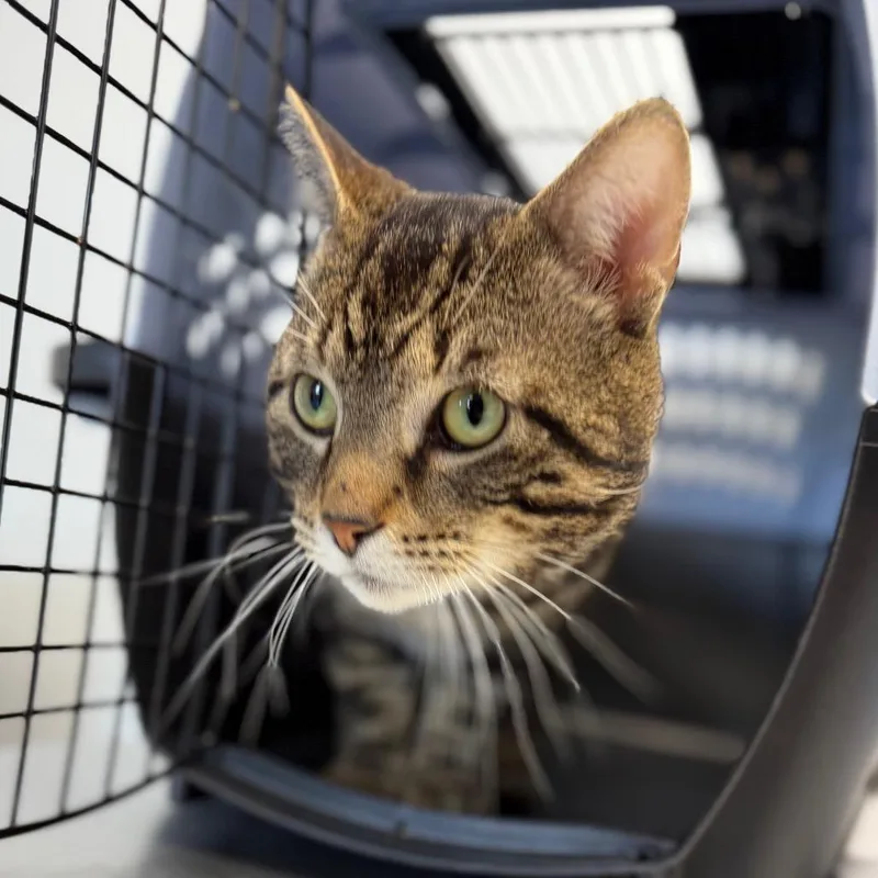 An adult large-sized male Black Domestic Short Hair cat named Entenmann for adoption in Watertown, NY