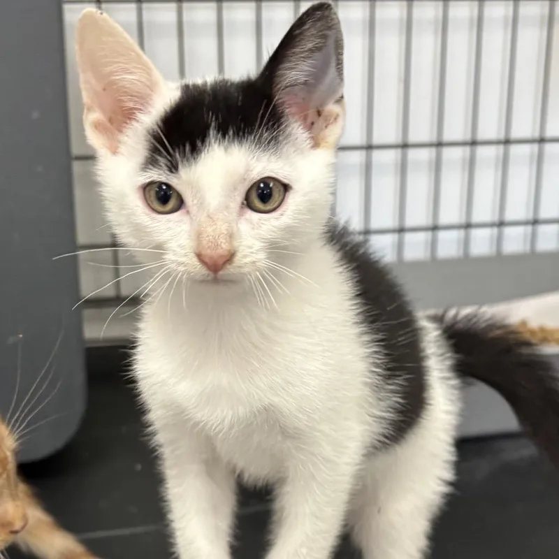 A baby small-sized male Black Domestic Short Hair cat named Tim for adoption in Houston, TX