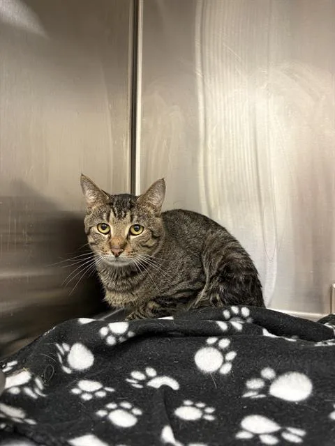 A young small-sized male Domestic Short Hair cat named Oak for adoption in Indianapolis, IN