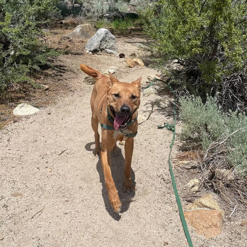 Archie