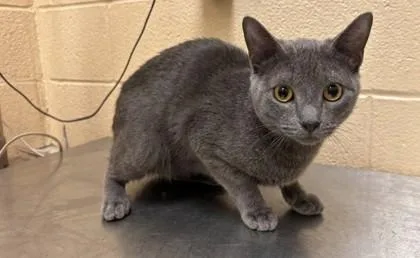 An adult medium-sized male Gray / Blue / Silver Domestic Short Hair cat named Foggy for adoption in Harlingen, TX
