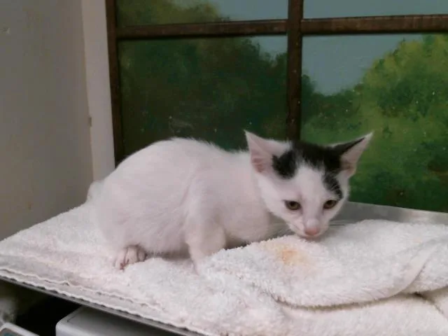 A baby small-sized female American Shorthair cat named Pearl for adoption in Houston, TX